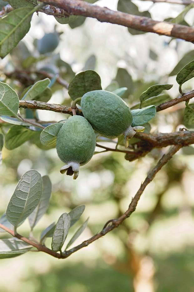 feijoa orchard