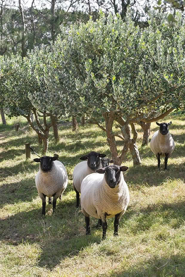 sheep in feijoa orchard