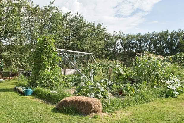 permaculture garden