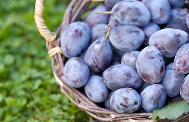 6 reasons to grow sweet little damson plums and how to make damson gin