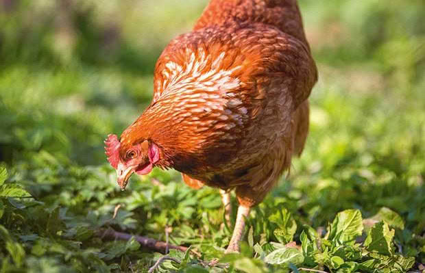 How to prevent parasites from feasting on your poultry and eggs