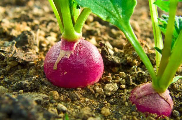 radish in ground