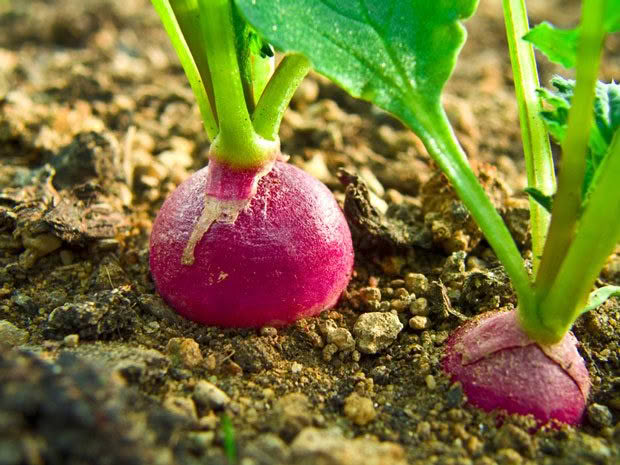 radish in ground