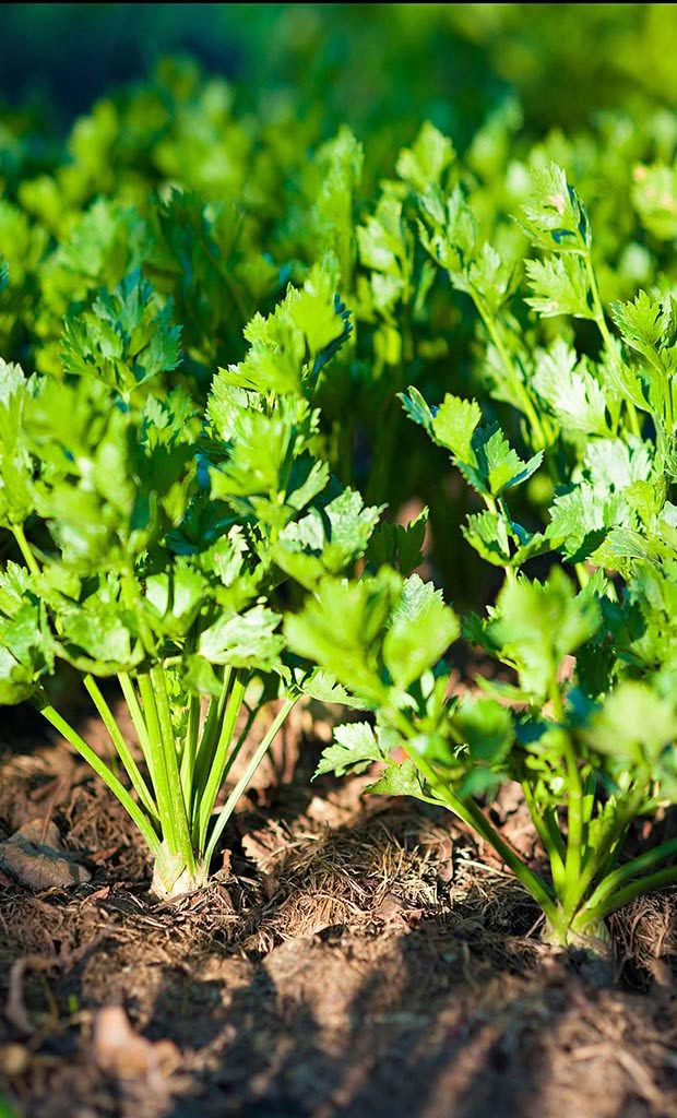 celery plants