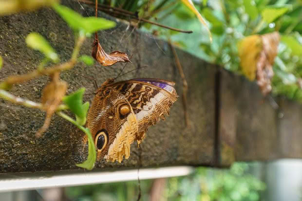 butterfly otago museum