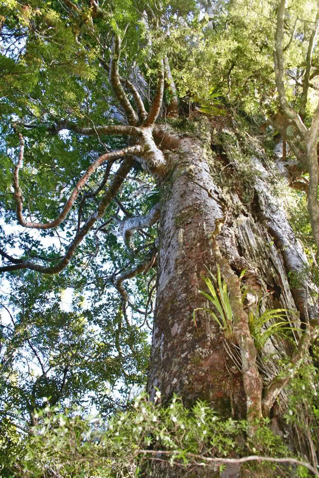 kauri tree