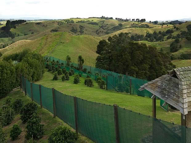 Ikarus Coffee New Zealand