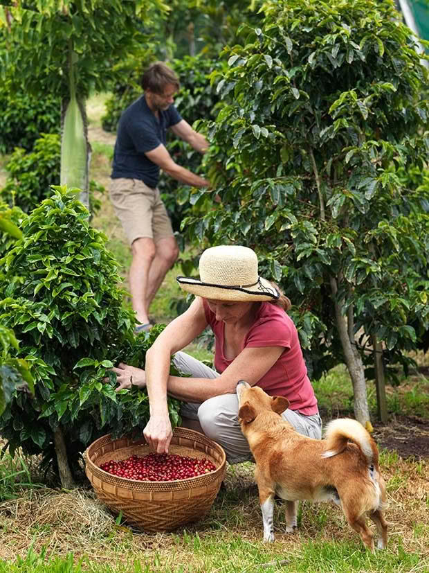 harvesting coffee Ikarus Coffee New Zealand