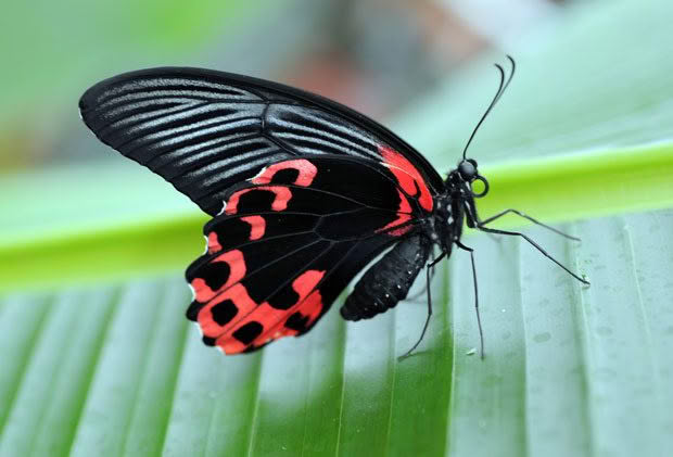 butterfly otago museum