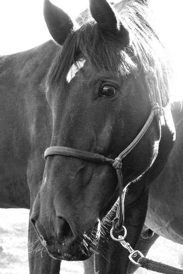 otago cavalcade horse