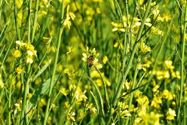 mustard crop