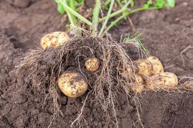 potato plant