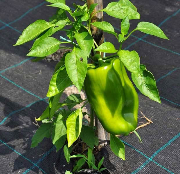 capsicum plant