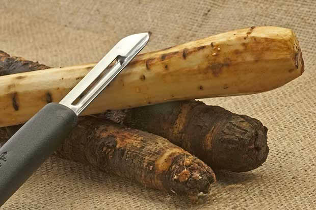 salsify