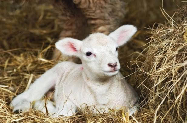 lamb photo