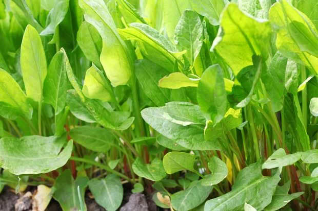 growing sorrel