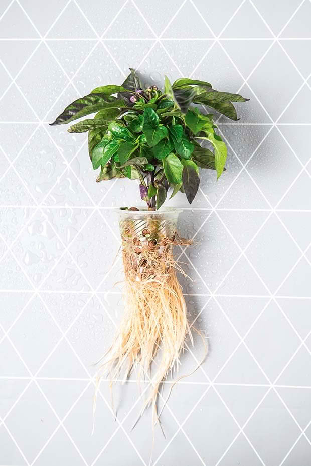 hydroponic roots