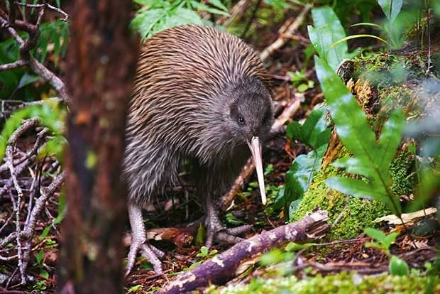 kiwi