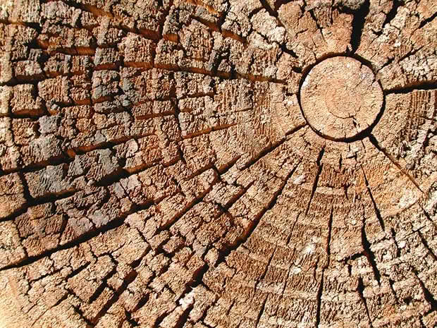 radial cracks spread out from the centre of the firewood when it's dry enough