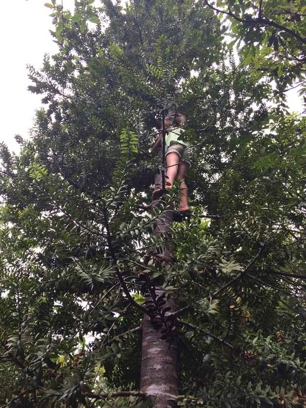 tree climbing New Zealand