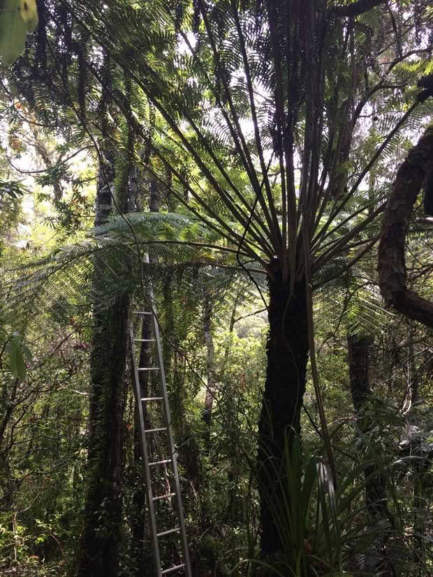 New Zealand forest