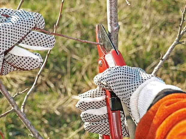 pruning peach trees