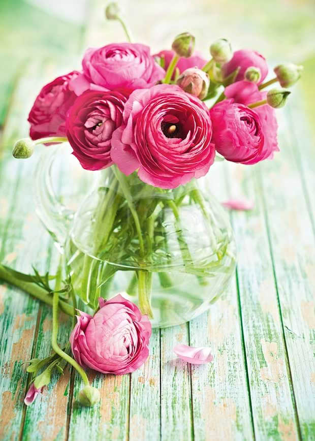 rananculus spring blooms flowers