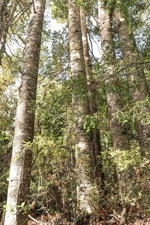 kauri new zealand 