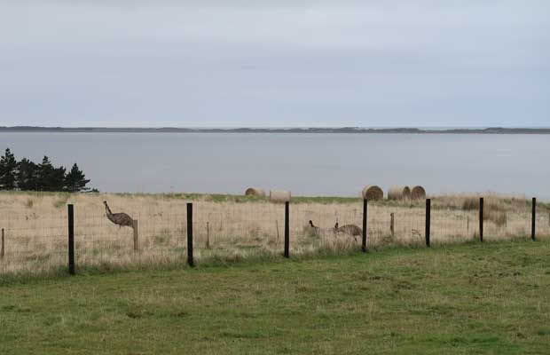 Wild emus Chatham Islands.