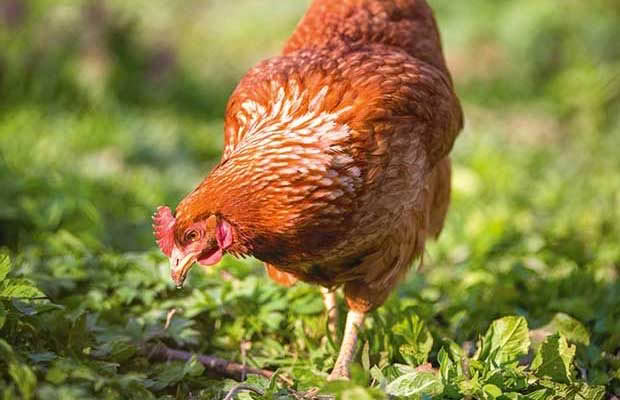 3 Things You Might Not Know About Poultry