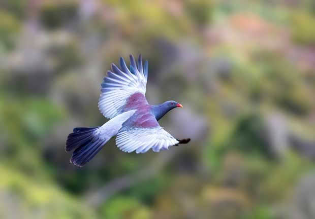 chatham island pigeon