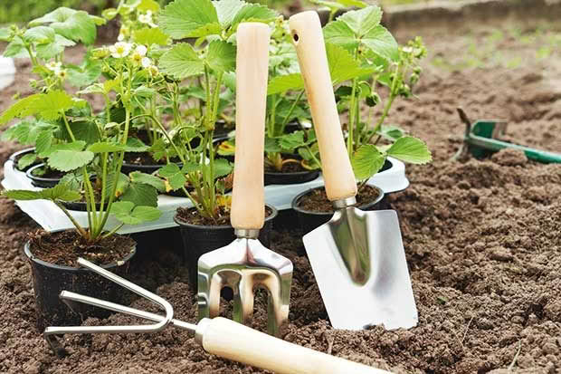 planting strawberries