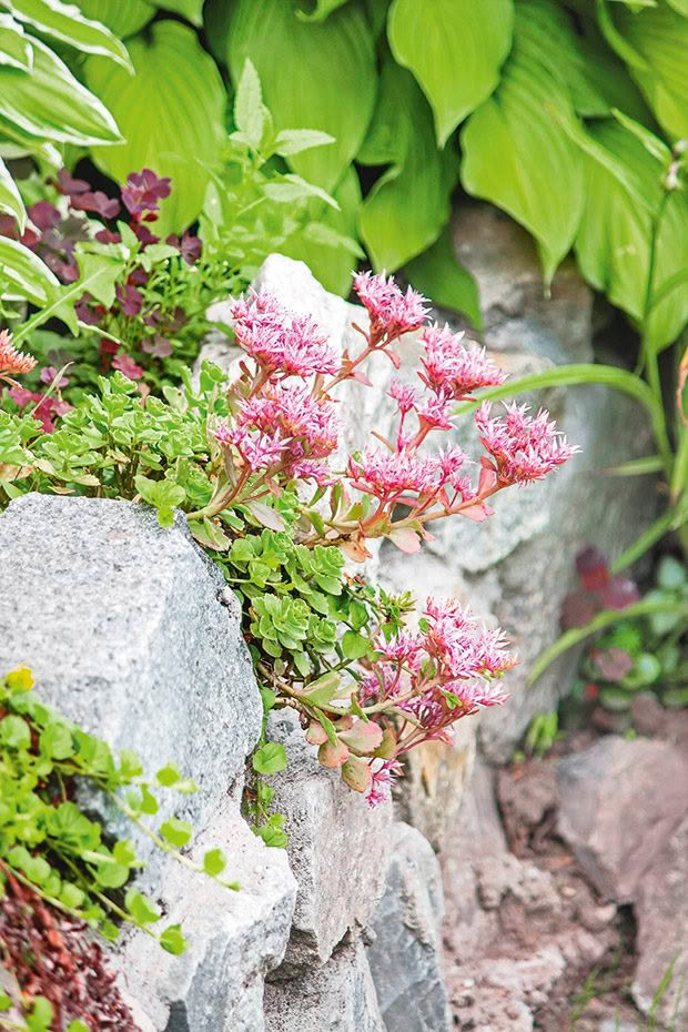 Sedum plant