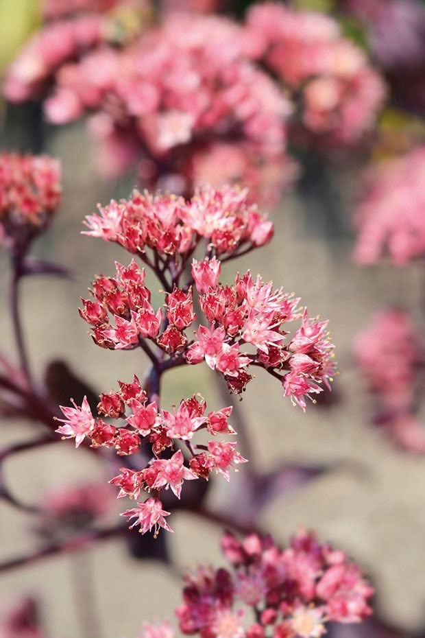 Sedum plant