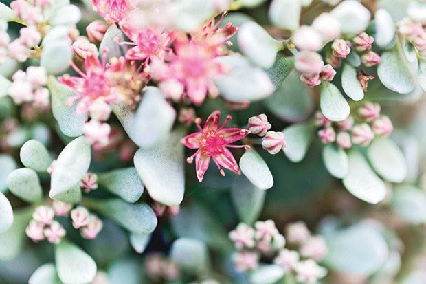 Sedum plant