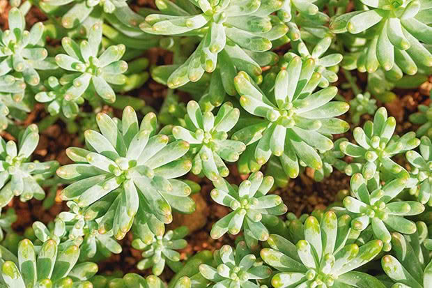 Sedum plant