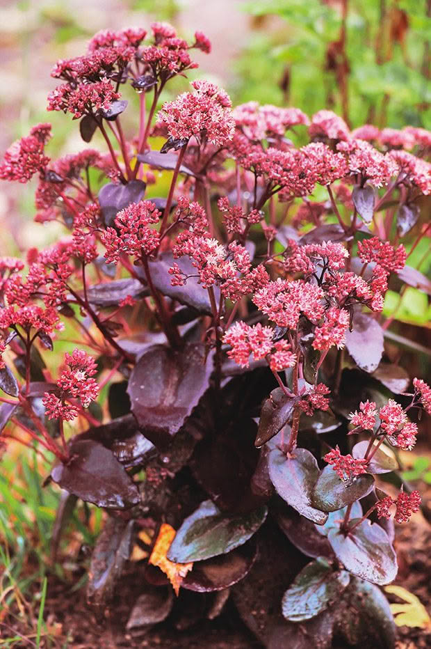 Sedum plant