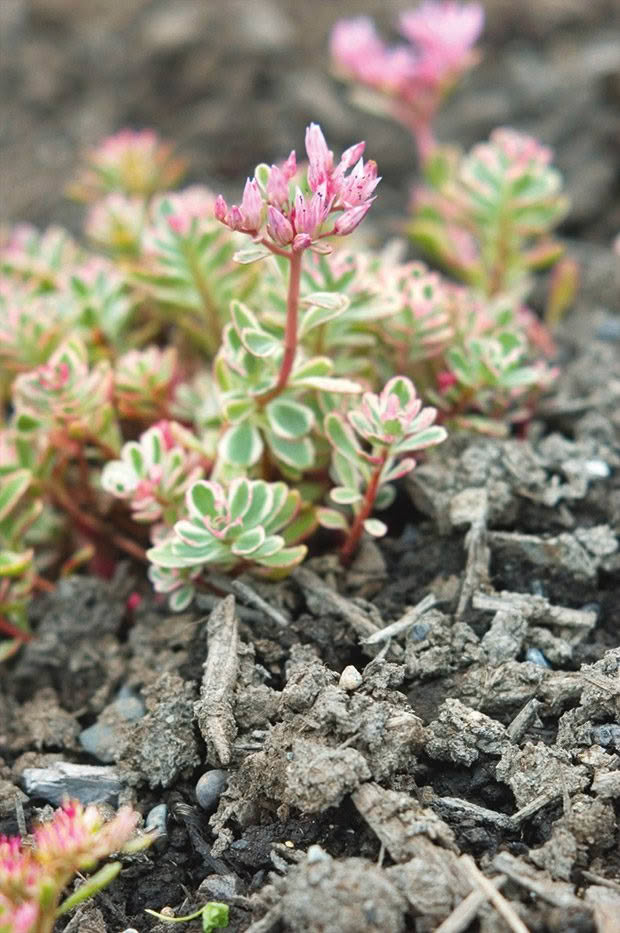 Sedum plant