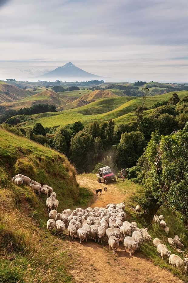 sheep farm near taranaki