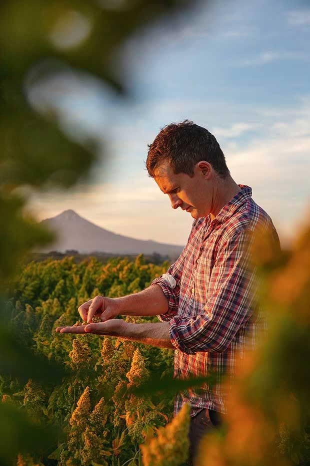 quinoa grower nz