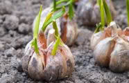 growing garlic