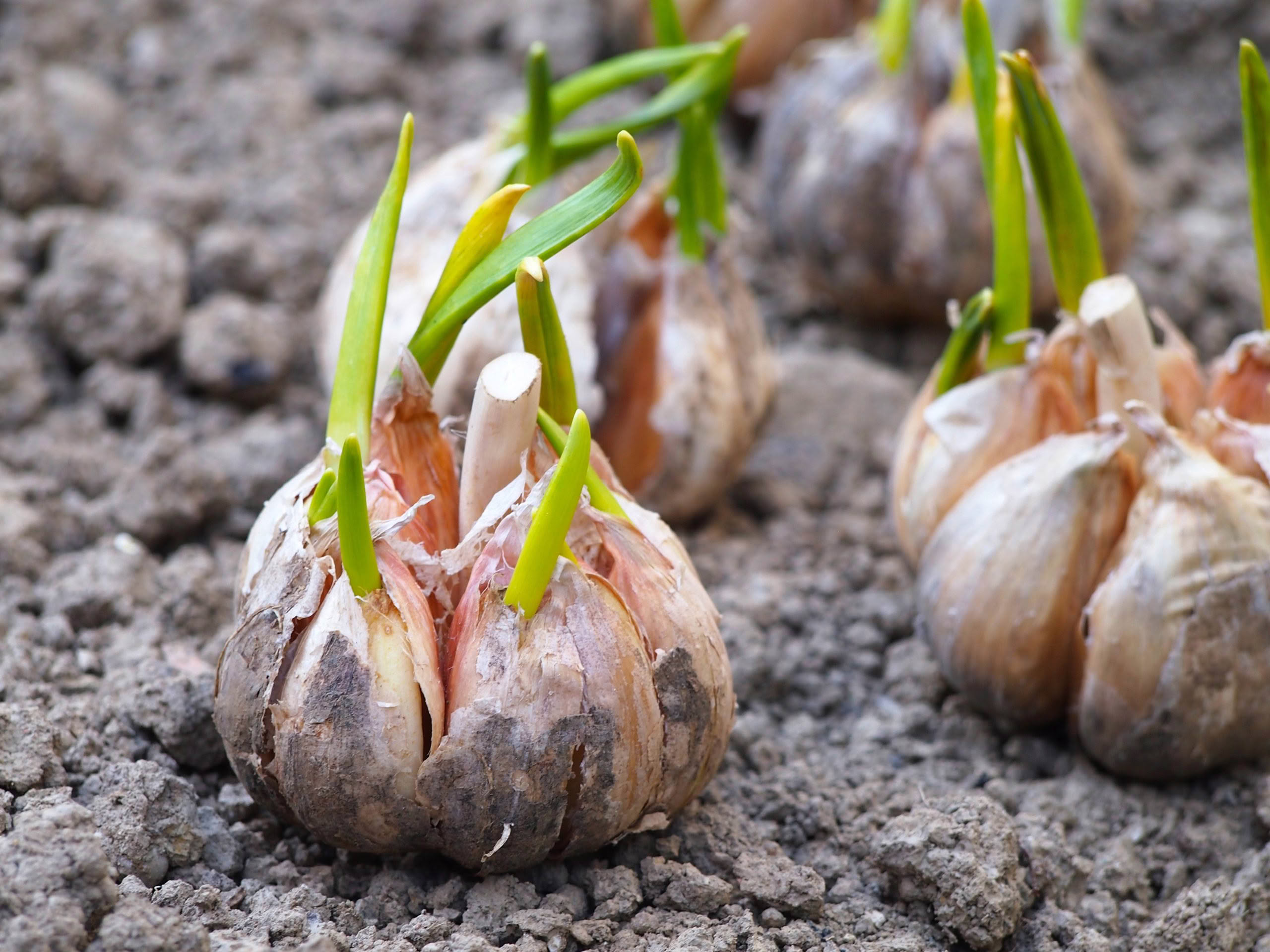 growing garlic