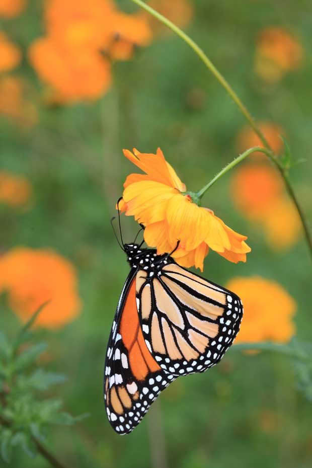 monarch butterfly