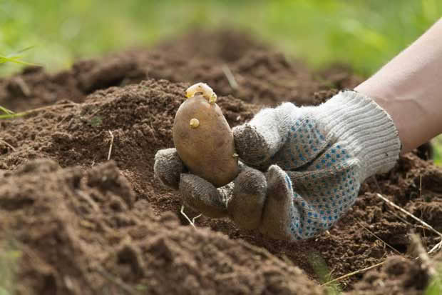 seed potato