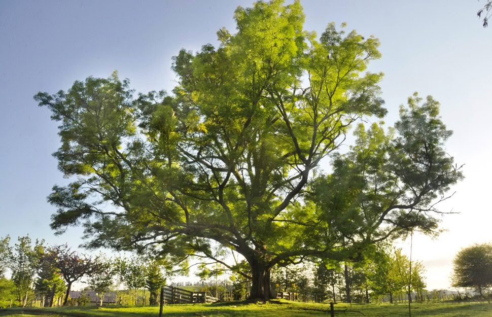 12 impressive trees to consider for your lifestyle block