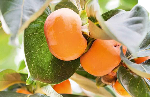 How to choose the right fruit tree varieties for a year-round harvest