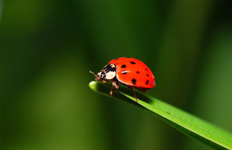 4 bugs you might see this winter