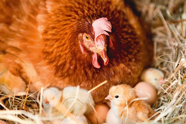 Mother hen laying on eggs with several baby chicks. 