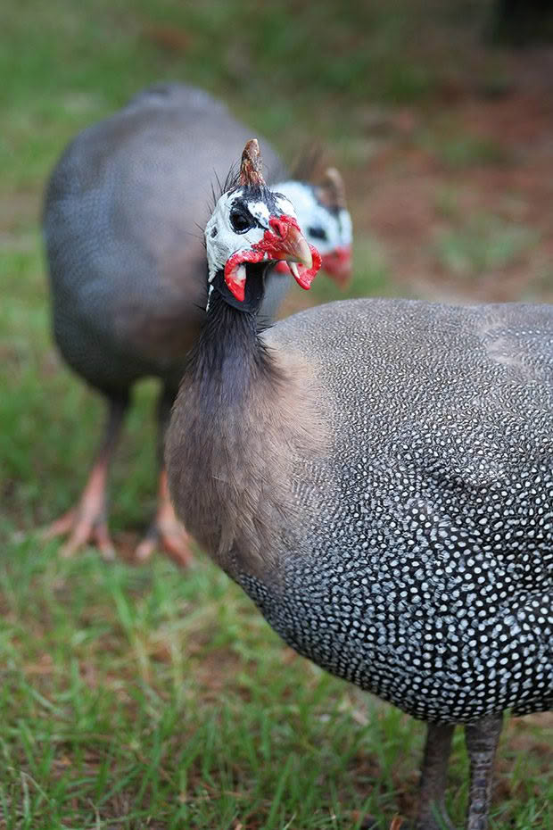 Up close shot of a guinea fowl with another in the background.