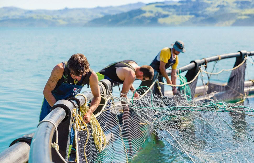 Akaroa salmon farmers aim to rear happy, healthy fish from sea to plate